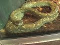SnakeBytesTV-Be A Zoo Keeper??