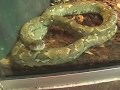 SnakeBytesTV-Be A Zoo Keeper??