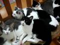 秋の猫団子