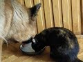 Mery i Kera piją mleko :D Mery i Kera piją mleko :D