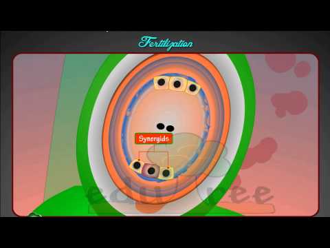 how to fertilize during flowering