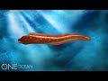 MORAY EEL.mov