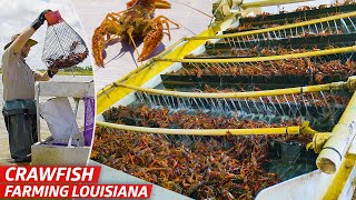 How Louisiana’s Biggest Crawfish Farm Sells Three Million Pounds