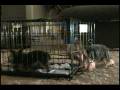 videos de Kramer & Lucy.avi