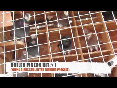 roller pigeons - Seven Star Media brings you