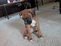 Baby Boo
