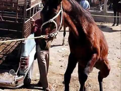 girl slaughtering animal