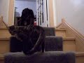 ボール猫動画