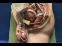 Male Reproductive Model - Plaque Model - External Genitalia.avi