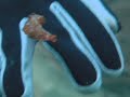 Flatworm in Hong Kong