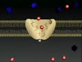 Cell Membrane, Active Transport Cell Membrane, Active Transport