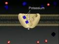 Cell Membrane, Active Transport