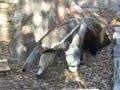 Audubon Zoo Anteater? Audubon Zoo Anteater?