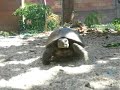 Mi Tortuga