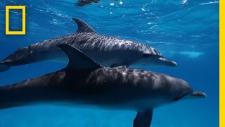 Here’s What We Know About Dolphin Intelligence