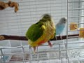 green cheek conure and parakeet 2