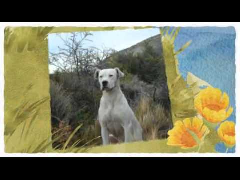 argentinian mastiff