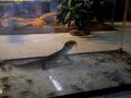 Voracious Savannah Monitor
