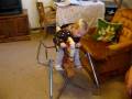 videos de Bailey riding horsie
