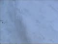 papere nella neve