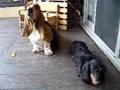 Basset hound wants what Dachshund has