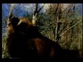 Grizzly Trailer