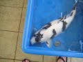 Trojan koi