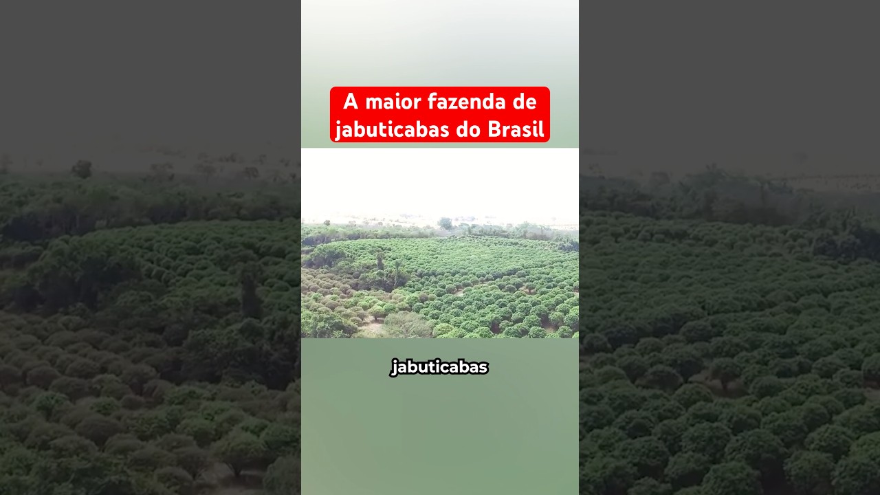 A Maior Fazenda De Jabuticabas Do Brasil