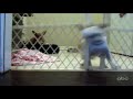 Chihuahua&rsquo;s Escape - The Translation