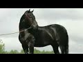 yeguada valle video promocional sicab 2007  parte 1/3 
