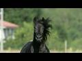 YEGUADA VALLE VIDEO PROMOCIONAL SICAB 2007 (PARTE 1/3)