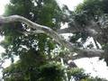 Bogor Botanical Gardens (1)