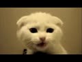Tags: sad TALKING CAT kitty kitten cats two cute kitty cat mean song kitten cute funny little cats smpfilms smp films cory williams Sparta themeankitty music lyrics pet animal pets animals guy singing adoption adopt food toy toys furniture apartment home house scratch ball playing play dance meow kittens furry love loves bored new loki angry mad 