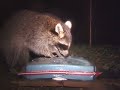 Cute Things Raccoons Do! [Camera Project 2.1/Raccoons!!!]