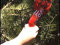 Lorikeets