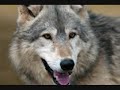 The Noble Wolves [Tristitia-Gardenia-Crucidiction]