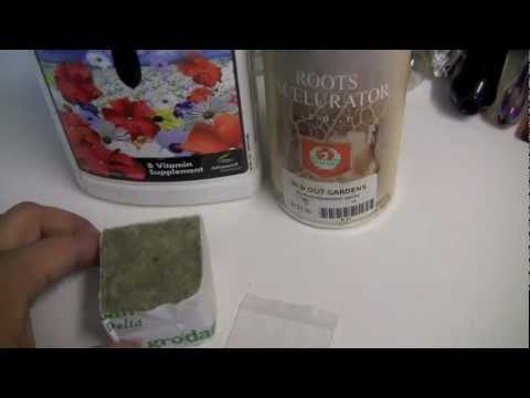 how to grow weed from a seed