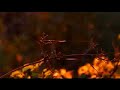 St. Francis of Assisi\ St. Francis of Assisi\