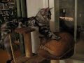 Madeleine \"baking\" Eetu P�rri