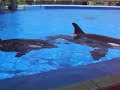 Killerwhale at Seaworld - Backstage at Seaworld San Diego