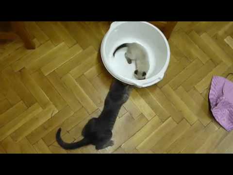 Cute video cats 