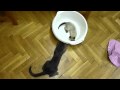 Kitten in a basin - cicanaplo.blog.hu