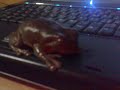 Litoria Caerulea Funny