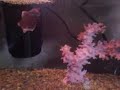 Honda eating.
