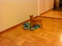 Horny Rocky 04 Horny Rocky 04