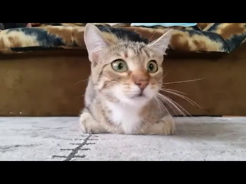 Cat Reacts To Horror Movie | Fanatic Cook