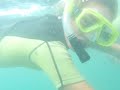 Moko the dolphin (footage courtesy of Dolphins NZ)