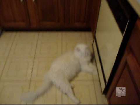 MAINE CAT
