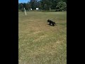 IMG_0106[1]    Daisey The Cricket Dog