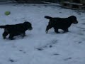 bouvier bernois neige 5.MOV